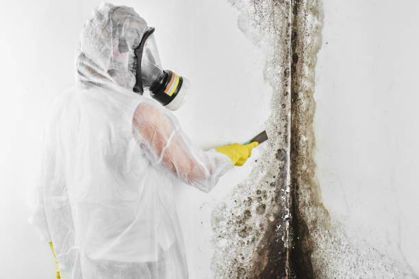 Best Residential Mold Removal  in Mountain View, HI