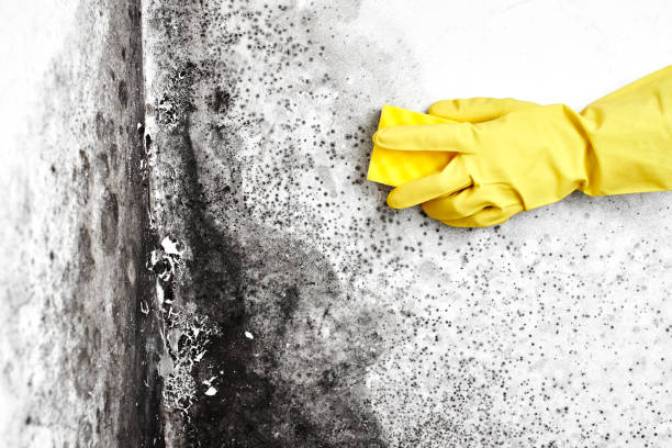 Attic Mold Removal in Mountain View, HI