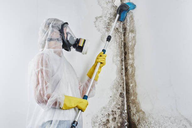 Best Attic Mold Removal  in Mountain View, HI
