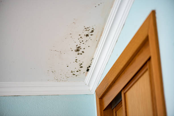 Best Professional Mold Removal  in Mountain View, HI