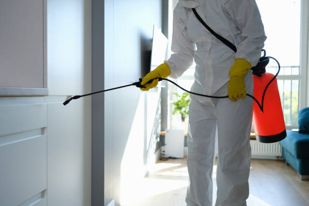 Best Best Mold Removal Companies  in Mountain View, HI