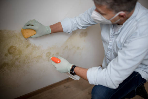 Best Mold Testing  in Mountain View, HI