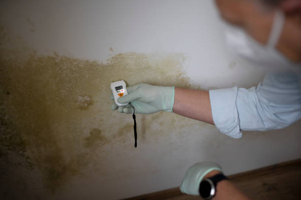 Best Mold Cleaning Services  in Mountain View, HI