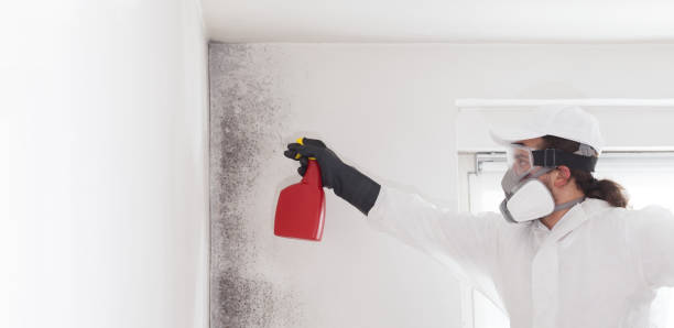 Best Mold Removal Near Me  in Mountain View, HI