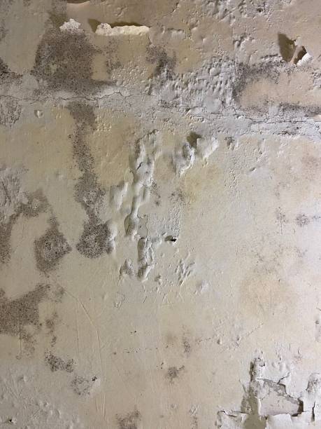 Best Mold Damage Repair  in Mountain View, HI