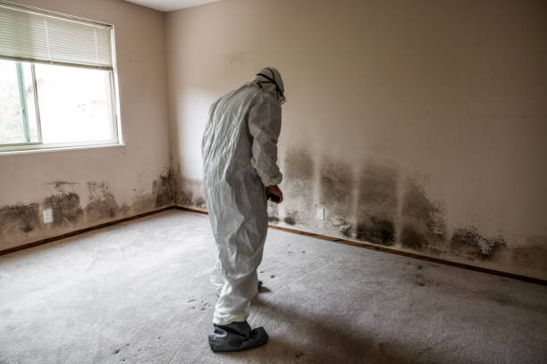 Best Home Mold Removal  in Mountain View, HI