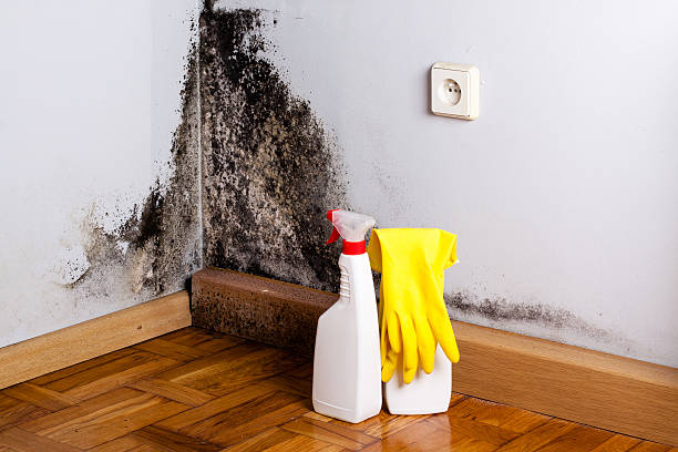 Best Toxic Mold Removal  in Mountain View, HI