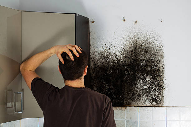 Best Mold Removal and Inspection  in Mountain View, HI